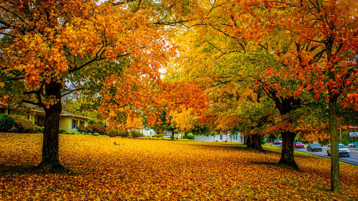 Fall colors put on a show
